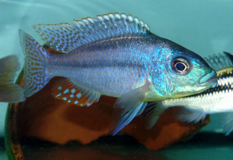 Cheilochromis euchilus